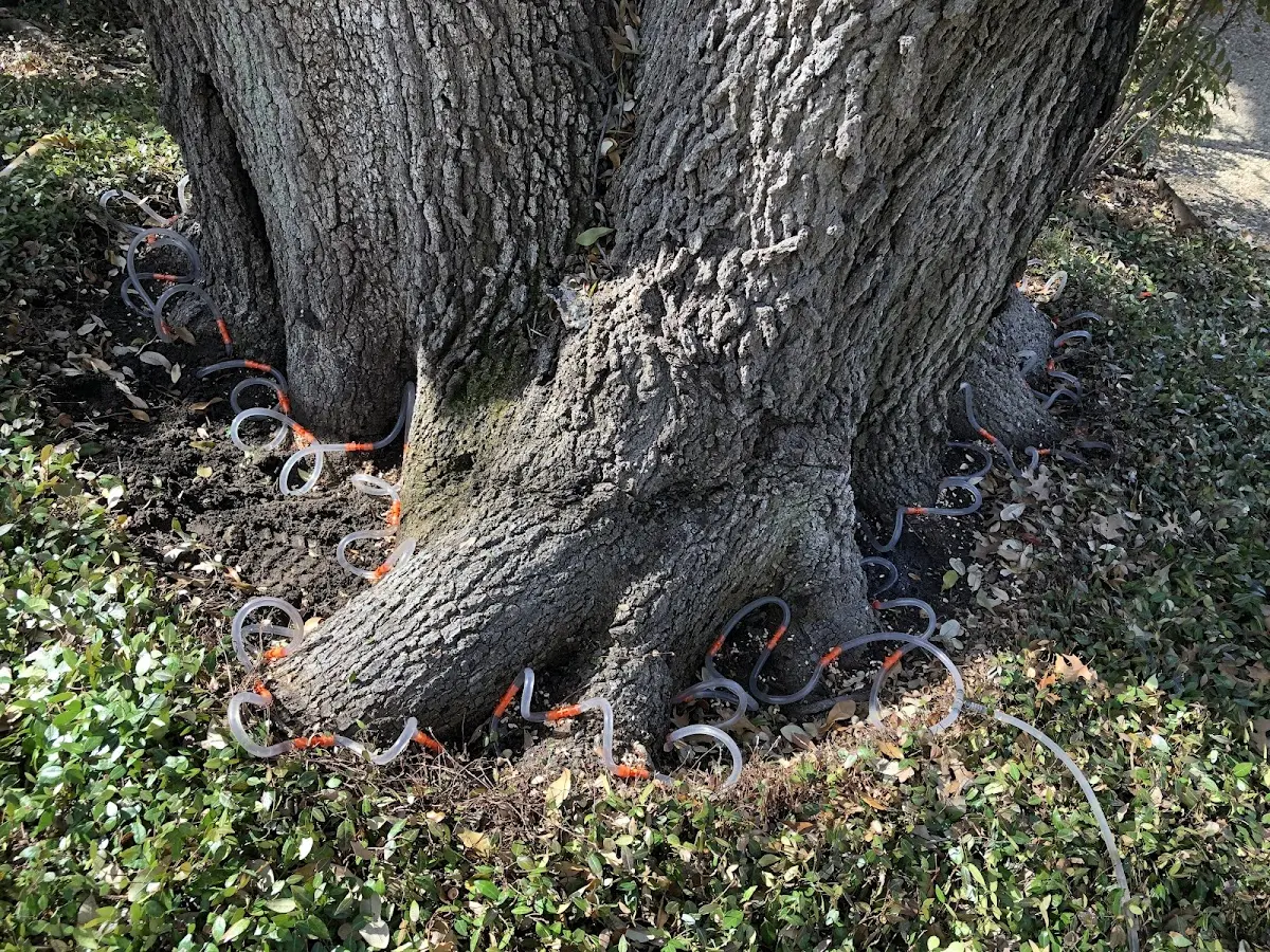 Detailed Tree Cabling and Bracing job site in Burlingame