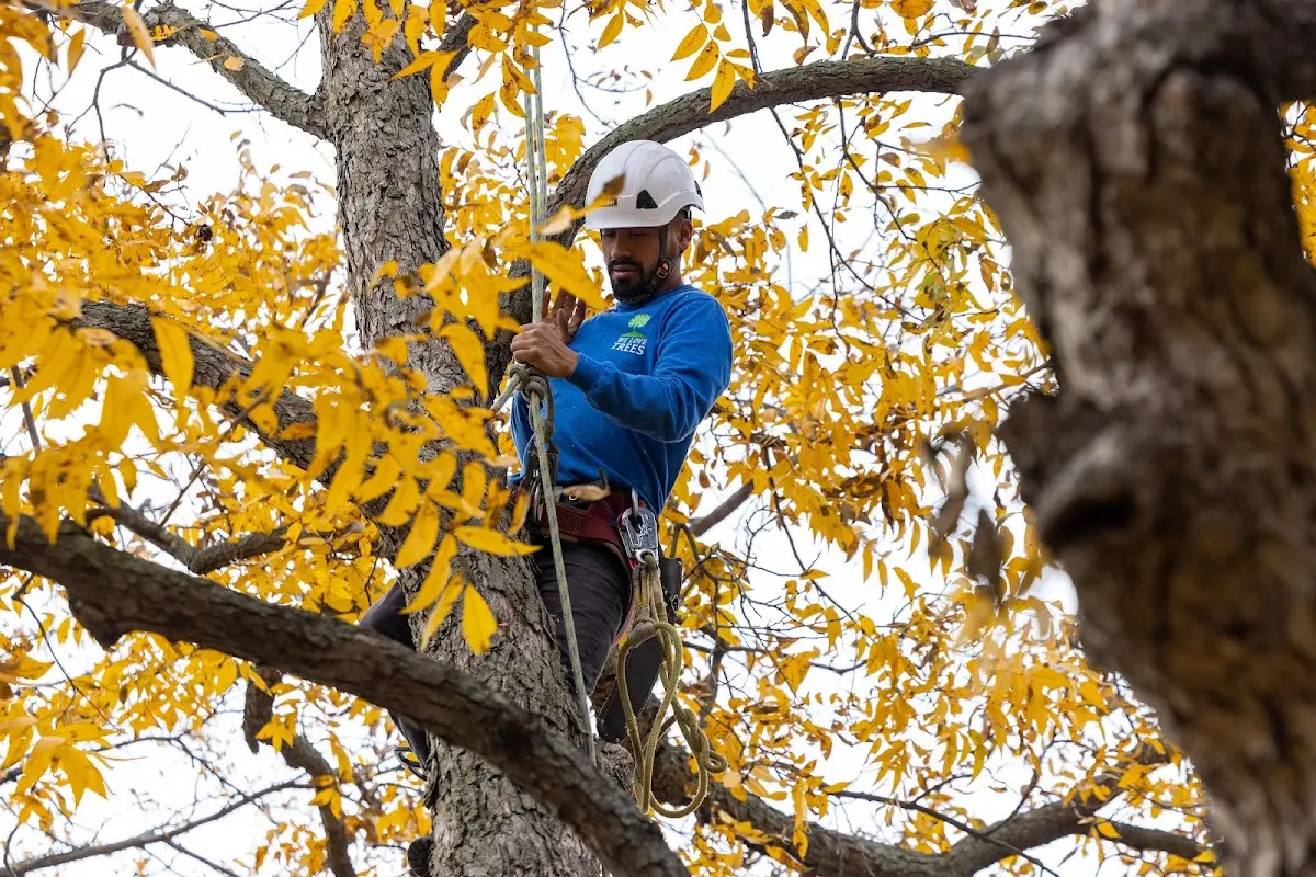 Skilled Tree Planing crew working in Burlingame